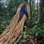 Pengolahan Rotan Dari Bahan Baku Alami hingga Menjadi Furnitur